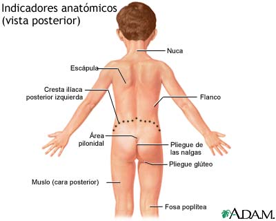 Vista posterior de puntos de referencia anatómicos