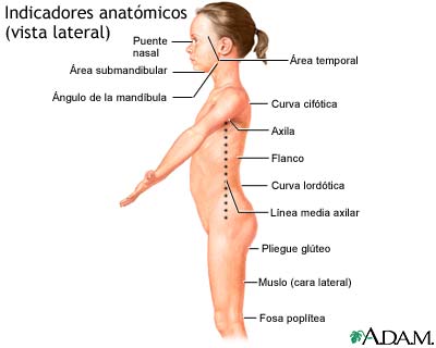 Vista lateral de puntos de referencia anatómicos