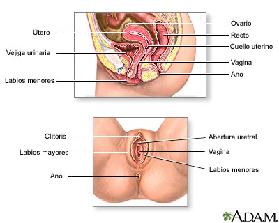 Anatomía reproductiva femenina