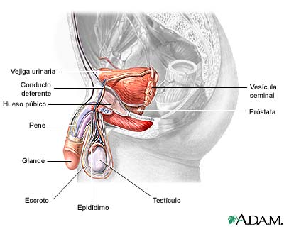 Anatomía reproductiva masculina