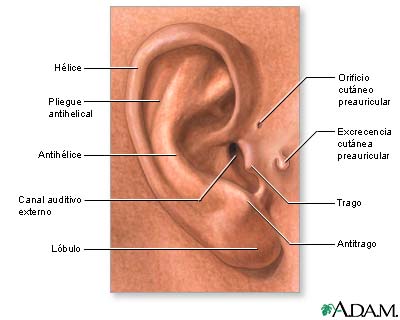 Hallazgos médicos basados en la anatomía del oído externo