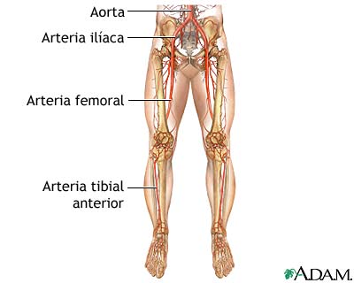 Anatomía normal