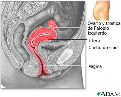 Vista sagital lateral del aparato reproductor femenino