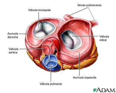 Vista superior de válvulas cardíacas