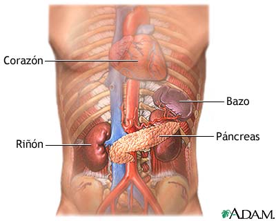 Páncreas y riñones