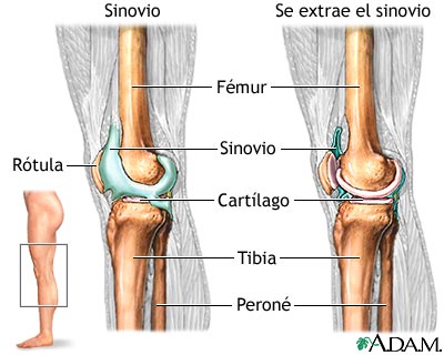 Articulacin de la rodilla