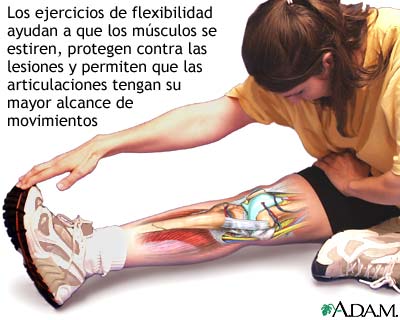 Ejercicios de flexibilidad