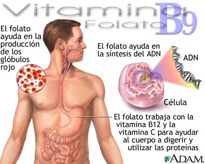 Beneficios de la vitamina B9