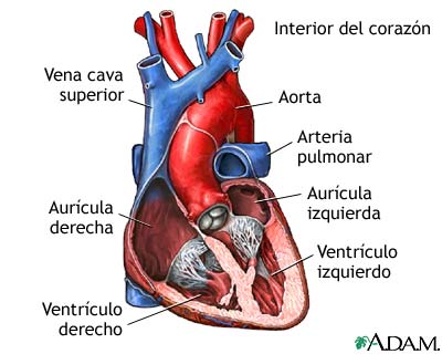 Corte transversal de la anatomía cardíaca normal