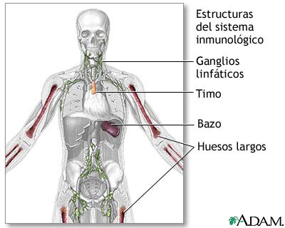 Estructuras del sistema inmunológico