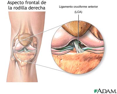 Anatomía de una rodilla normal