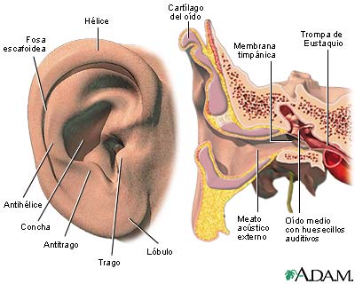 Oído externo e interno