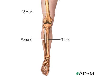 Anatomía esquelética de la pierna