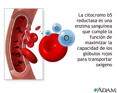 Examen de citocromo b5 reductasa en la sangre
