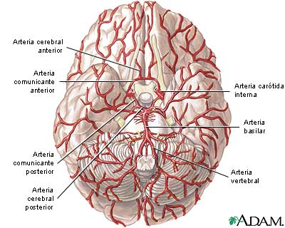 Arterias del cerebro