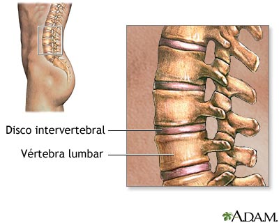 Vértebras lumbares