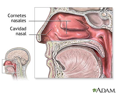 Anatomía nasal