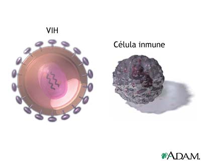 Virus VIH y células T