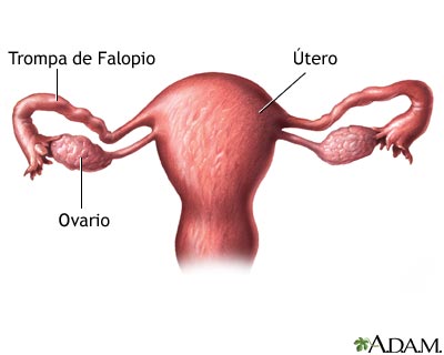 Anatomía uterina