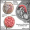 Anatomía de la placenta normal
