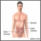 Anatomía gastrointestinal
