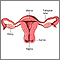 Corte transversal de anatomía uterina normal