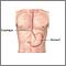 Anatomía del esófago y del estómago