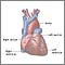 Anatomía normal del corazón
