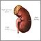 Anatomía del riñón