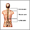 Anatomía posterior de la columna vertebral